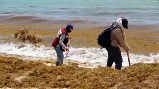 En menos de cuatro meses se han removido más de 15 mil 379 toneladas de sargazo en Quintana Roo
