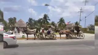 La Ley de Bienestar Animal prohíbe la explotación de los caballos en calesas, pero los dueños de estos transportes se ampararon para poder laborar en Cozumel