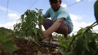 El campo y la cría de animales son de las principales actividades del sector primario en la Entidad