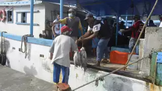 La temporada de pulpo en Yucatán ha estado teniendo buenas rachas para los pescadores de la costa