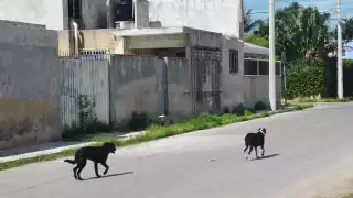 En la colonia Benito Juárez, la muerte de canes afecta tanto a los callejeros como a las mascotas que tienen hogar.