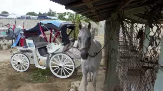 Calesas tradicionales seguirán operando en Mérida