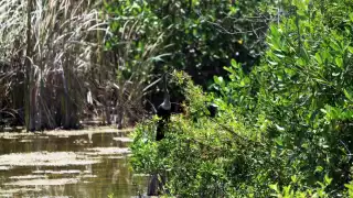 El manglar cubre el 83 por ciento de la costa de Quintana Roo que equivale a mil 398 kilómetros