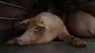 Kanan Derechos Humanos determinó que la empresa manipula a la gente de comunidades subdesarrolladas