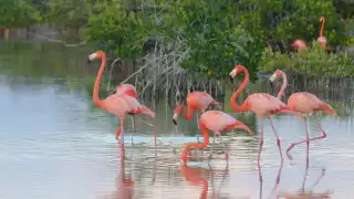 Estos son los manglares de Yucatán donde podrás encontrar flamencos