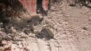 Voluntarios liberan más de 10 mil tortugas marinas en Cozumel