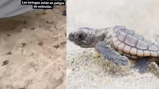 Colchón aplasta nido de tortugas en Tulum; logran liberarlas: VIDEO