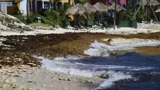 Se observa una cantidad considerable de sargazo