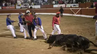 Una senadora pidió que los menores de edad no asistan a corridas de toros y peleas de gallos