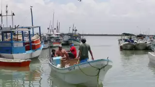 Pescadores de la costa yucateca señalan que ha mejorado la pesca ribereña del octópodo, pero el precio ha bajado en por lo menos 20 pesos el kilogramo