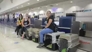 Los lomitos fueron documentados para poder subir al avión