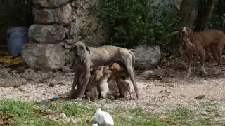 En Yucatán no hay cultura de adopción responsable, señalan