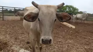 Ganaderos de Q. Roo tienen la oportunidad de exportar