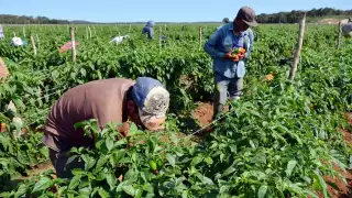 Plaguicidas infectan a la Península; Yucatán registra tres sitios contaminados: Semarnat