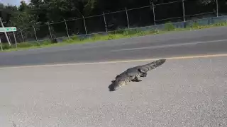 El cocodrilo está en una zona de Chetumal donde no hay humedales, lagunas o algún cuero de agua cercano