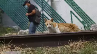 Los rescatistas se sienten “traicionados” por parte de la administración del alcalde Renán Barrera Concha