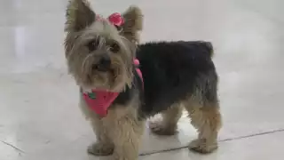 La perrita Nina regresa junto a sus dueños a Monterrey desde el aeropuerto de Cancún