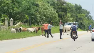 Los propietarios se las ingeniaron para ingresar de nuevo al ganado