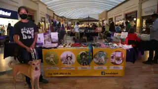 En la Feria Pet-Friendly Pet-Ludi tops, se llevaron a cabo todas las actividades para el beneficio de los animales, con participación de asociaciones locales