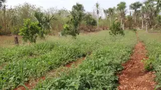 En peligro más de 300 hectáreas de hortalizas en Felipe Carrillo Puerto