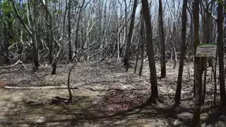 Las copiosas lluvias que azotaron a todo el estado el año pasado, dañaron algunos manglares,