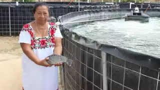 La tilapia o mojarra es una especie que llegó desde África a través de Estados Unidos