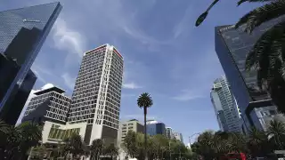 La palma de Reforma tiene más de 100 años de antigüedad. Foto: Secretaría de Cultura Ciudad de México