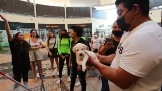 El programa seguirá abierto hasta abril del 2024 y permitirá vigilar que los dueños cumplan sus obligaciones con sus animales