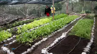 La mujer de Teabo reconoció que la siembra de vegetales requiere de mucha dedicación