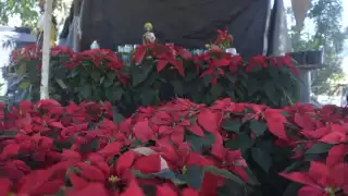 La flor la transportan desde Michoacán y el Estado de México en un trayecto que dura 40 horas; tienen la misión de vender los más de mil ejemplares que trae cada camión.