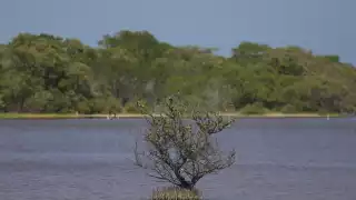 Ecocidio en Yucatán: 15 mil hectáreas de manglar, en proceso de degradación