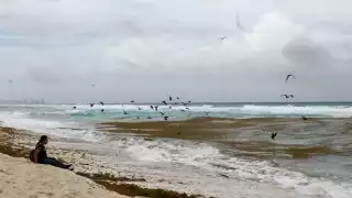 Retiran sargazo a marchas forzadas