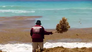 Semáforo de sargazo en playas de Quintana Roo