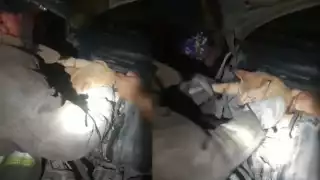 El gato fue rescatado tras quedar atorado en el área del motor de un vehículo particular en el fraccionamiento Corales de Cancún