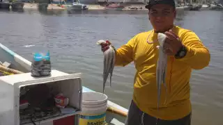 Los hombres de mar enfrentan pérdidas en la captura de pulpo