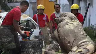 El árbol se partió y parte de él cayó sobre el techo de un automóvil de la marca Chevrolet, tipo Chevy