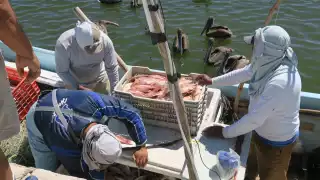 En Yucatán, cierra temporada del mero con captura de más de 5 mil toneladas