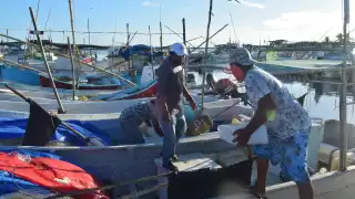 Pescadores de Progreso invierten 9 mdp para la Temporada de Pulpo