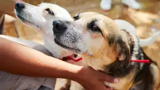 El Centro de Control Animal ha sancionado económicamente a 16 propietarios