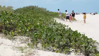 El desplazamiento favorecerá a la erosión y no aportará defensa ante fenómenos como huracanes