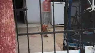 La nueva ley amplía la protección a todos los animales, pero desliga a la tauromaquia