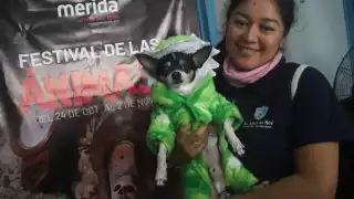 Animalistas de Mérida preparan un Hanal Pixán dedicado a las mascotas fallecidas