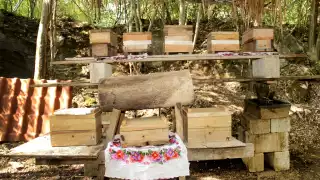 Cada colmena produce aproximadamente medio litro de miel, cuando hace cuatro o cinco años era un litro