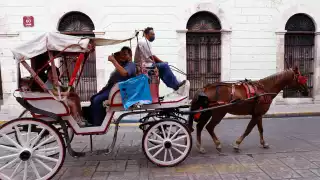 Se proponen mejorar las condiciones de las calesas