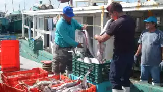 Según los hombres de mar de embarcaciones mayores y ribereñas, especies como el cazón, el mero y el canané servirán como su refugio económico.