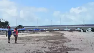 La costa de Progreso se llenó de sargazo previo al inicio del puente por 20 de noviembre