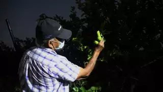 Don Jorge carga en el hombre izquierdo un fusil para defender su producción de limón persa