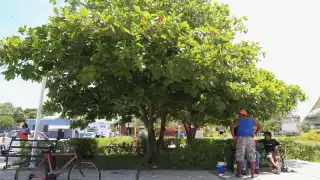 Los árboles pueden ser plantados en el hogar para mitigar el calor