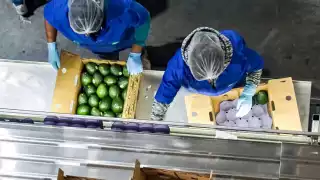 México exporta productos agropecuarios y pesqueros a 130 países. Foto: Sader