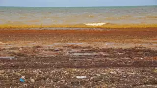 La Secretaría de Marina (Semar) informó que los arenales de Othón P. Blanco continúan en semáforo rojo debido al exceso de sargazo